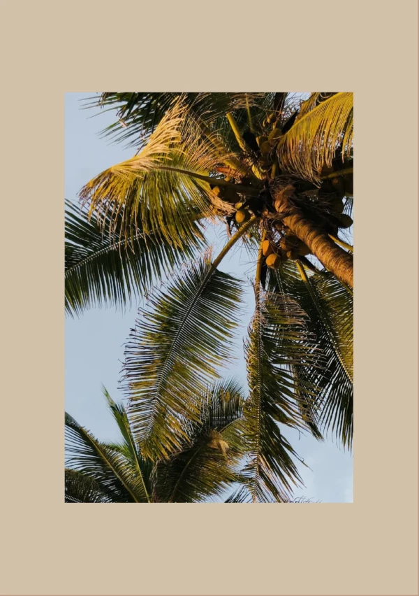 The Mora &mdash; Sansibar, TZ